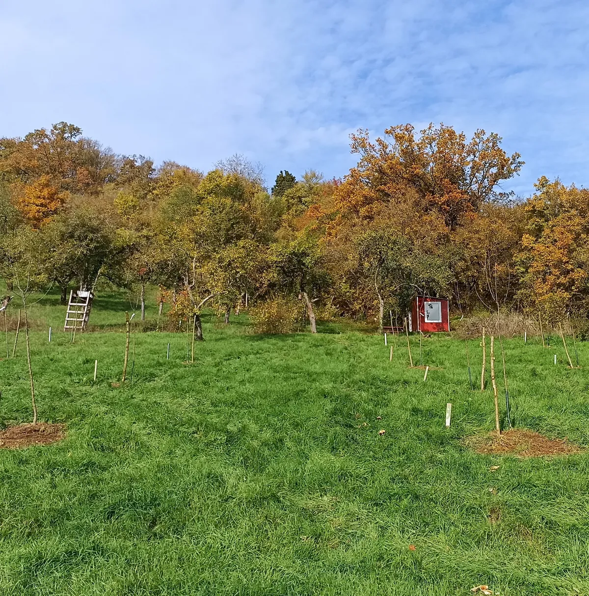 Sicht auf eine grüne Wiese mit einigen, jungen Apfelbäumen.