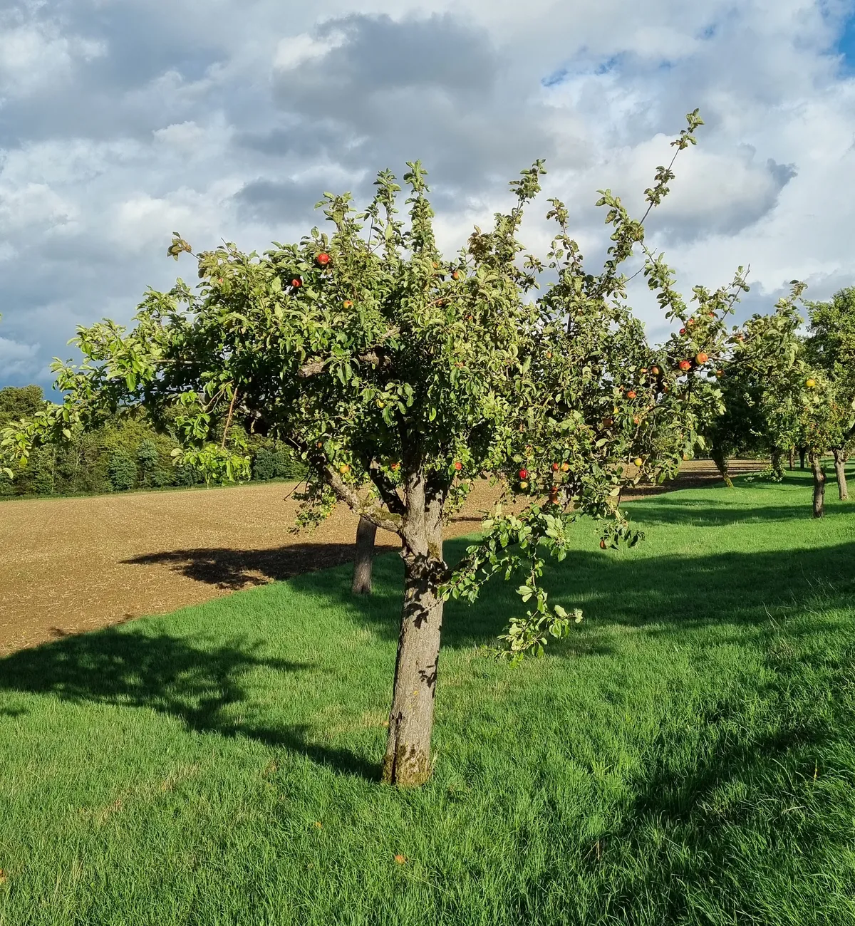 Ein Apfelbaum unserer Streuobstwiesen