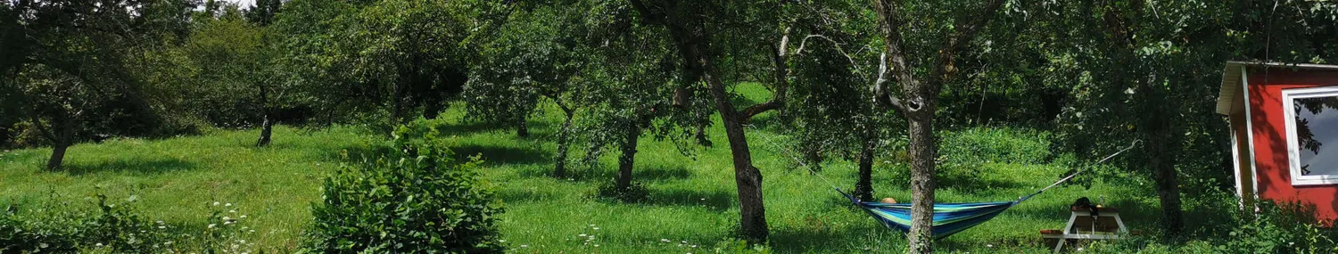 Äpfel an einem Apfelbaum